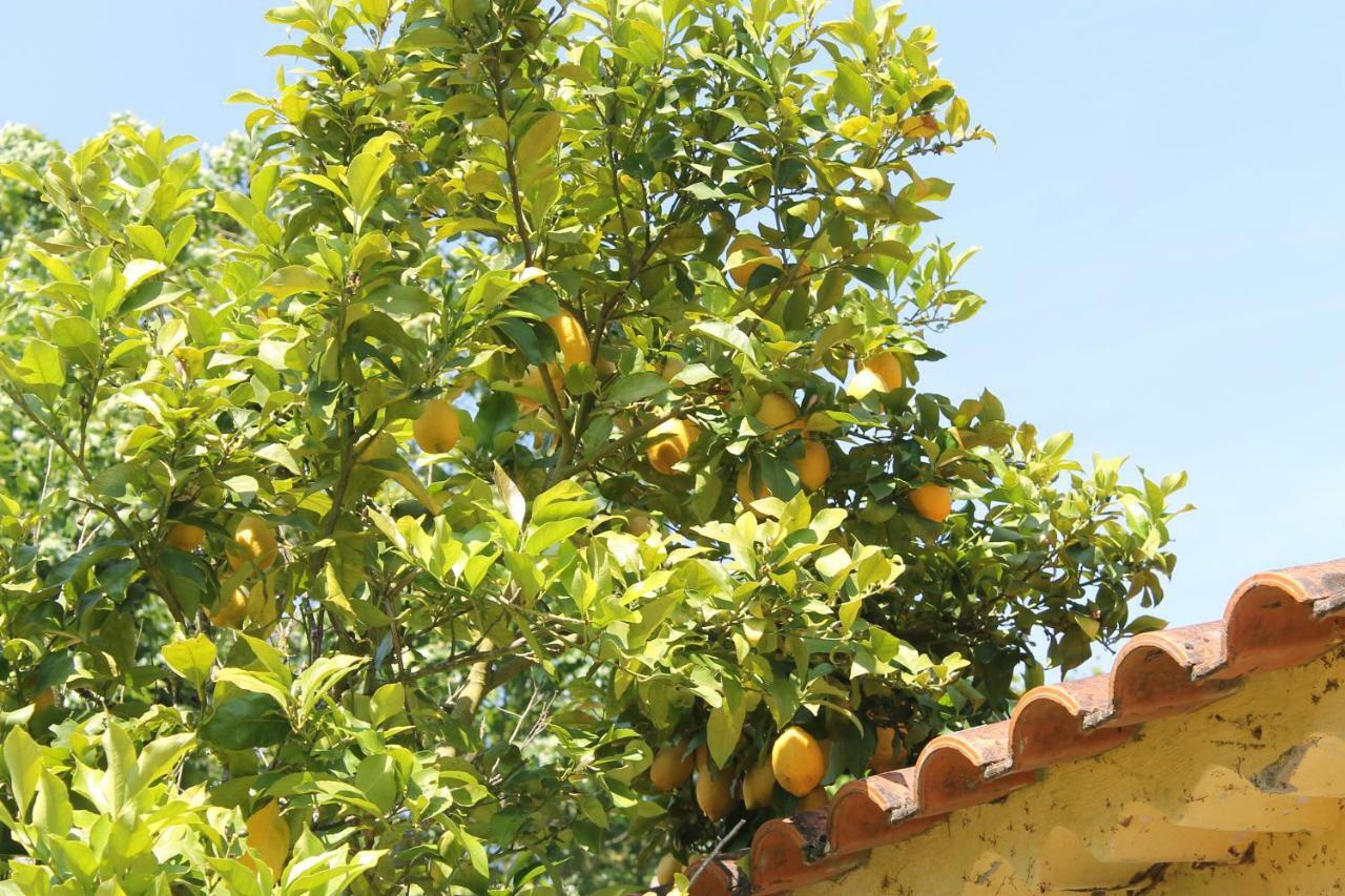 Bed and Breakfast Quinta Do Outeiro Vila Nova de Poiares Esterno foto
